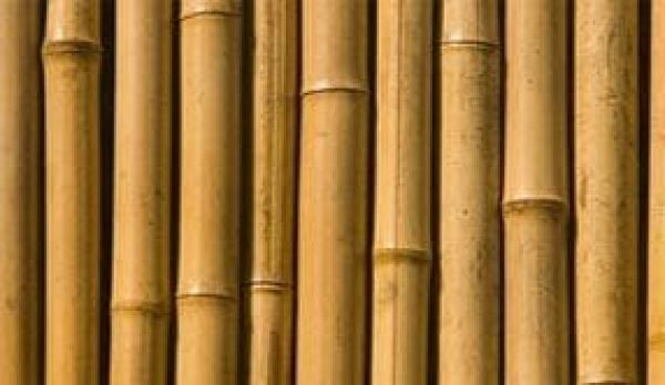 גדר במבוק מושחלת