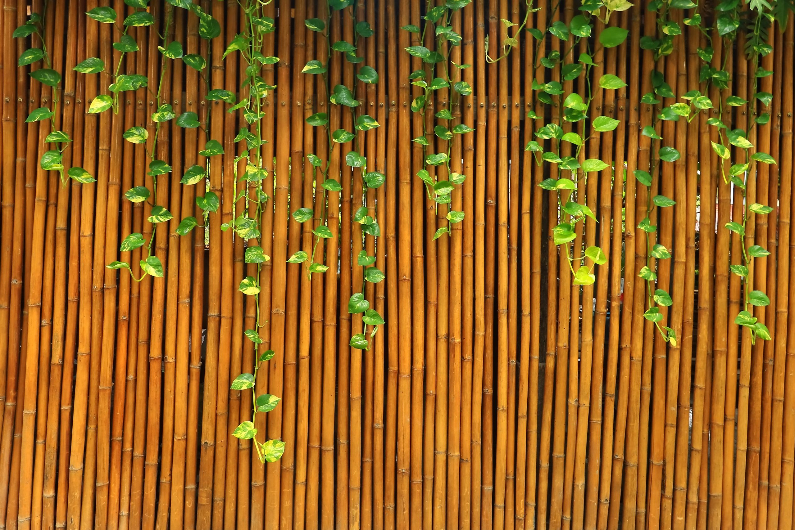 גדרות במבוק לגינות