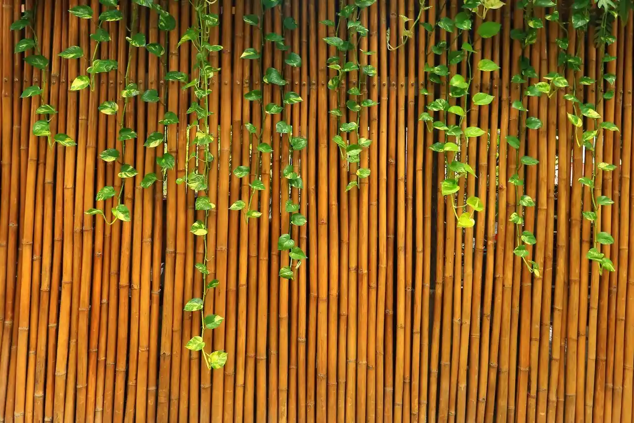 גדר במבוק לגינה במראה טבעי