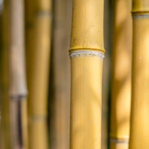 גדר במבוק מעוצבת